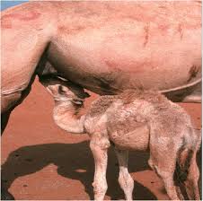 How do nutrients, absorbed by the small intestine, travel to the individual cells of the human body? Suckling Camel Before Milking Download Scientific Diagram