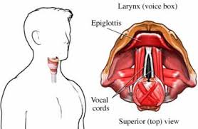 Treatment depends on how much the cancer has grown. Voice Box Cancer Laryngeal Cancer Uva Health
