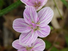 Image result for Montiniaceae