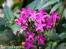 Image result for Pentas bussei
