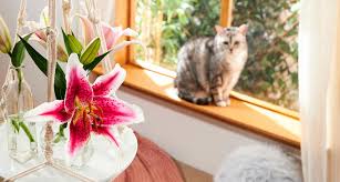 Do you have any experience with one of your pets being. Which Plants Are Poisonous To Cats A Complete Guide