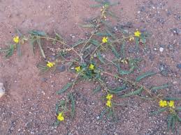 Image result for Corchorus schimperi