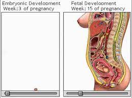 Schwangerschaftswoche beginnt endlich die schwangerschaft. 15 Schwangerschaftswoche Ssw Liliput Lounge