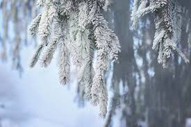 Der winter malt uns, ist er denn mal wirklich da, von den schönsten bildern. Winterbilder Winter Kostenlose Freie Bilder Download Titania Foto