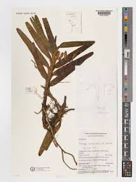 Image result for Platycoryne affinis