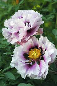 Maybe you would like to learn more about one of these? Peonies Season House Garden