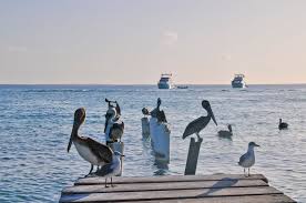 Image result for marina venezuela