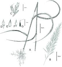 Image result for Arundinella