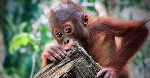 See more of orangutan foundation international on facebook. Tool Using Orangutans Learn Like Humans Wired