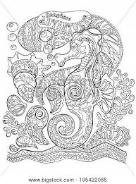 I'm on a few facebook coloring groups where i've posted my work and i've been getting great feedback, so i've just kept. Seahorse Sea Shells Vector Photo Free Trial Bigstock