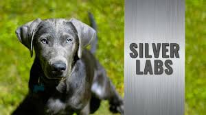 Welcome to the page of the thompson's chocolates! Silver Lab Puppies Amazing Facts About The Silver Labrador Retriever Petmoo