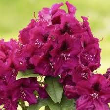 Rhododendron Olin O Dobbs