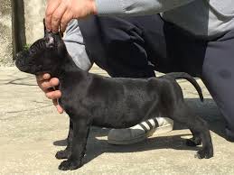 Il cane corso italiano è una razza canina che viene, come suggerisce il nome, dall'italia. Test Di Campbell Carattere Cucciolo Cane Corso Allevamento Cane Corso Grausi
