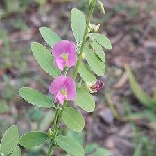 Image result for Tephrosia interrupta