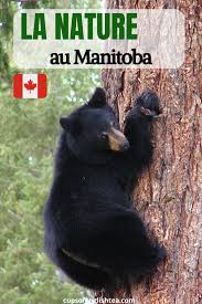 La Nature Au Manitoba Cups Of English Tea En 2020 Province Canadienne Dune De Sable Parcs