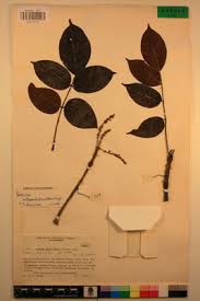 Image result for Lannea antiscorbutica