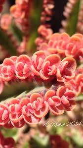Kalanchoe Pink Butterflies Love All The Pink Babies On This Succulent Succulents Pink Butterfly Bedding Plants