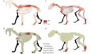 Saber Tooth Cats Dire Wolves Found In La Brea Tar Pits Show Wounds From Ice Age Battles Western Digs