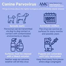 Aug 04, 2020 · the best thing you can use to kill parvovirus is a bleach solution. Animal Medical Center On Twitter The Virus Is Extremely Resilient And Can Live On Surfaces For Many Months Extreme Temperatures Won T Kill Parvovirus Neither Will Soap Hand Sanitizer Or
