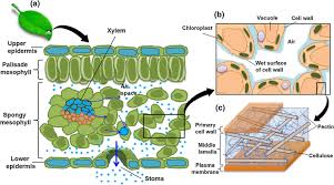 Check spelling or type a new query. Figure 1 Water Transport In Porous Hydrogel Structures Analogous To Leaf Mesophyll Cells Springerlink