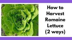 We discuss when you should harvest your romaine, take a. How To Harvest Romaine Lettuce Together Time Family