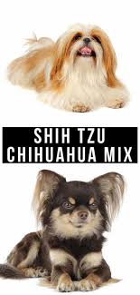 Dieses stockfoto ist 2870px mal 2870px groß. Shih Tzu Chihuahua Mix Is This A Good Family Dog