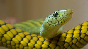 Arti mimpi menangkap seekor ular besar. 10 Arti Mimpi Digigit Ular Menurut Primbon Jawa Bisa Bermakna Baik Atau Buruk Hot Liputan6 Com