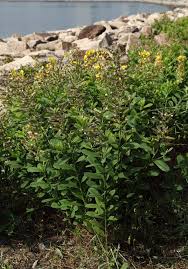 Image result for Crotalaria rhodesiae