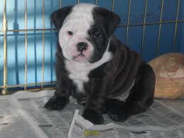 Now it will be all about me. Lucky 7 English Bulldogs Las Vegas