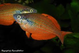 Image result for Lophacme parva