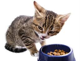 Why Does My Kitten Paw The Floor After Eating Kitten Cat With Blue Eyes Cats