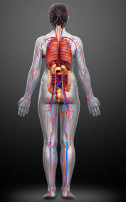 This diagram depicts anatomy female 1024×1111 with parts and labels. 3d Rendered Medically Accurate Illustration Of The Female Circulatory System And Internal Organs Stock Images Page Everypixel