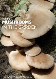 Empty the pot of soil, rinse off the plant's roots and sanitize the pot with bleach. Growing Mushrooms In The Garden