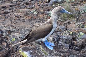 Bird With Blue Feet And Beak Pin On South America Travel