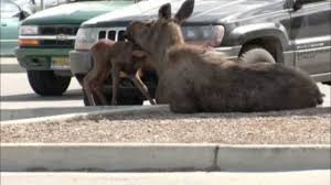 The parking block skateboard stands allows you to park your boards safely and securely. Moose Gives Birth In Lowe S Parking Lot In Alaska Abc7 New York