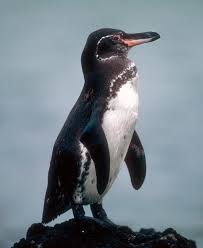It is the only penguin found north of the equator. Galapagos Penguins