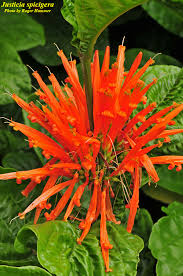 Mexican honeysuckle, mohintli, firecracker bush, orange plume flower. Justicia Spicigera Species Page Isb Atlas Of Florida Plants