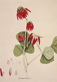 Image result for Erythrina madagascariensis