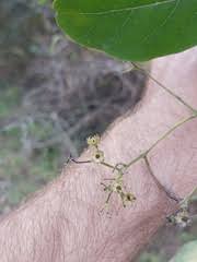 Image result for Hilsenbergia