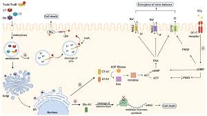 Stribai ir kova su kenkėjais. Toxins Free Full Text Non Digestible Oligosaccharides And Short Chain Fatty Acids As Therapeutic Targets Against Enterotoxin Producing Bacteria And Their Toxins Html