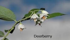 Image result for Vaccinium stanleyi
