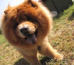 (hong kong) short for 獅子狗卷／狮子狗卷 (chikuwa). ç…å­ç‹—bb çš„ç•™è¨€æ¿ æˆ'çš„openrice Openrice é¦™æ¸¯é–‹é£¯å–‡