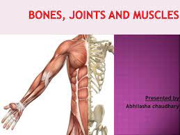 Molly smith dipcnm, mbant • reviewer: Bones Muscles And Joints