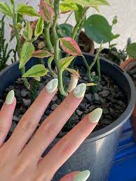 Sage Green Ying Yang Nails In 2021 Green Acrylic Nails Ying Yang Nails Funky Nail Designs