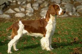 Paradise springer's/ pawzazz dog designs. Welsh Springer Spaniel Puppies For Sale From Reputable Dog Breeders