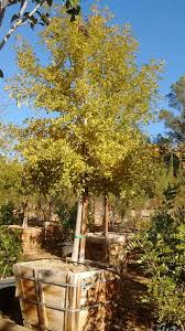 Image result for Fraxinus velutina