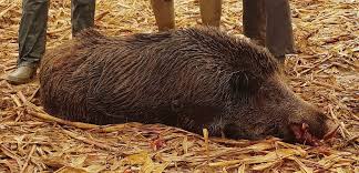 Dernieres videos de chasse aux sangliers. Cerences Un Sanglier De 179 Kg Abattu Par Un Chasseur Dans La Manche