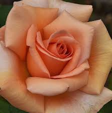Light orange rose with white sky, thailand. Light Orange Rose Macro By Linda Brody In 2020 Beautiful Flowers Rose Flower Tattoos Beautiful Rose Flowers