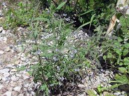Image result for Cynoglossum lanceolatum
