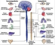 sympathetic vs parasympathetic nervous system made for medical